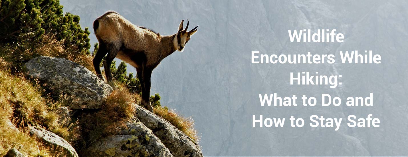 Wildlife Encounters While Hiking: What to Do and How to Stay Safe