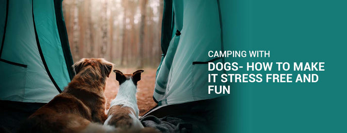 Camping With Dogs- How To Make It Stress-Free And Fun